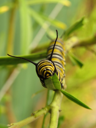 Hungry monarch caterpillar eating swan plant in the gardenの写真素材