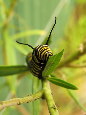 Hungry monarch caterpillar eating swan plant in the gardenの写真素材