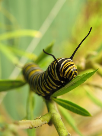Hungry monarch caterpillar eating swan plant in the gardenの写真素材