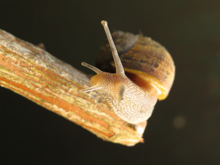 Brown garden snail at the end of a branchの写真素材