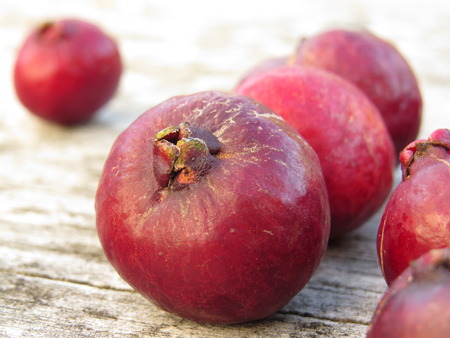 red guava fruit on a wooden tabeの写真素材