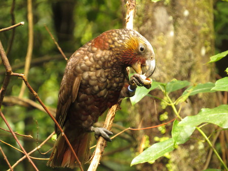 New Zealand Kakaの写真素材