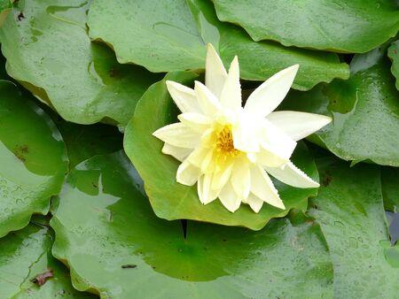 water lilly in lakeの写真素材