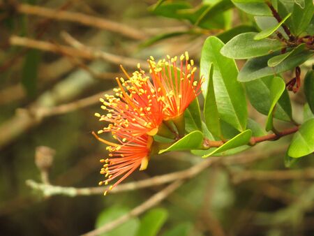native rata flowerの写真素材
