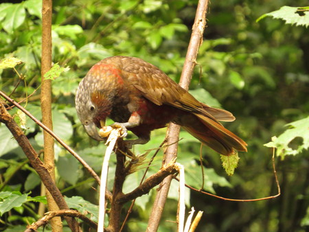 New Zealand Kakaの写真素材