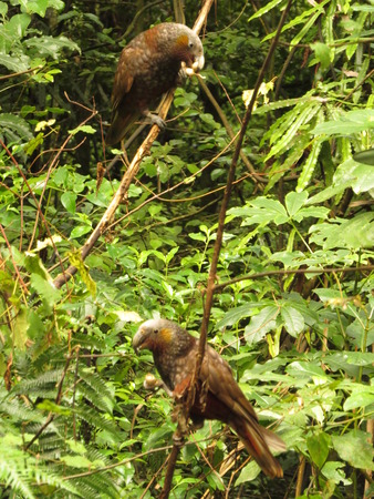 New Zealand Kakaの写真素材