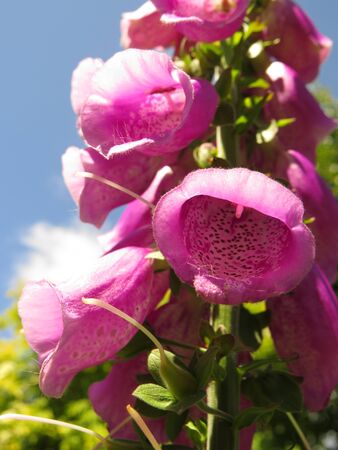 pink foxglove flowersの写真素材