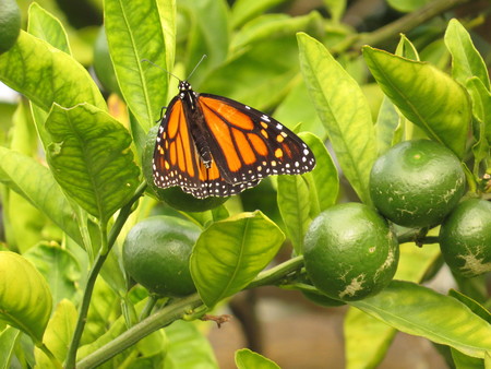 monarch butterfly in a green mandarin treeの写真素材