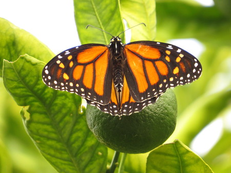 monarch butterfly in a green mandarin treeの写真素材