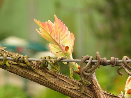 young leaf of a new grape vineの写真素材