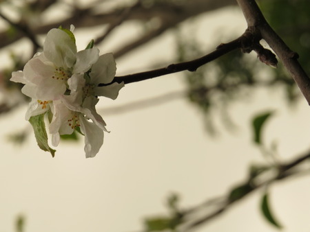 apple blossomの写真素材
