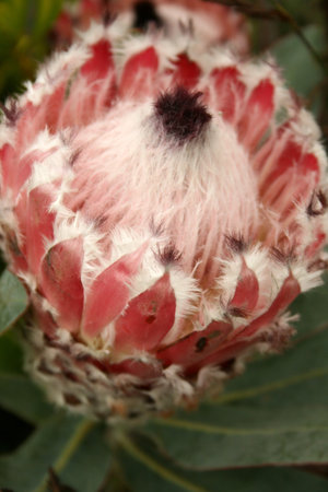 proteaの写真素材