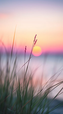flowers focus sunset tranquility grace landscape zen harmony rest calmness unity harmony photography wall art poster wallpaperの素材