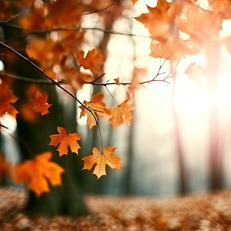 maple leaves gold tranquility grace landscape zen harmony rest calmness unity harmony photography wall art poster wallpaperの素材