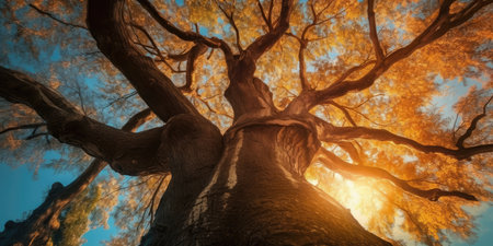 autumn orange tree falling peaceful landscape freedom scene beautiful nature wallpaper photo wall art posterの素材