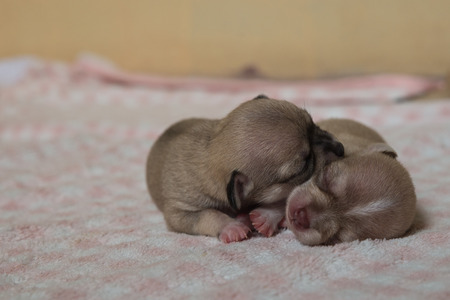 chihuahua puppies sleeping on  blanketの写真素材