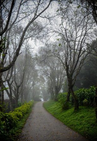 Small path with green trees in forest,fog backgroundの写真素材