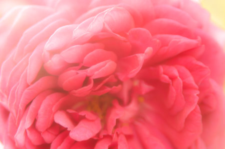 Soft blurred of roses flowers in pastel tone for background.の写真素材