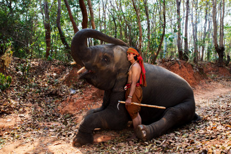 Mahout standing beside elephant  ,elephant sit on dry leaf under big tree,in the elephant village,Surin province, north east of Thailandの写真素材