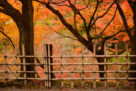 bamboo fence with maple leaf background,Tofukuji temple,Kyoto,Japanのeditorial素材