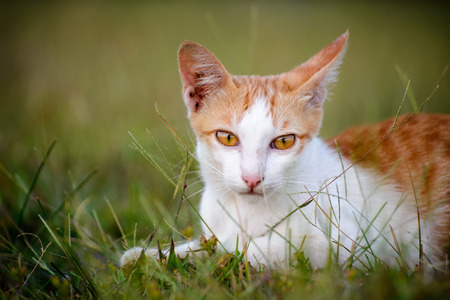 Close up of Thai cat lying on the grass,look at camera,selective focus of eye catの写真素材