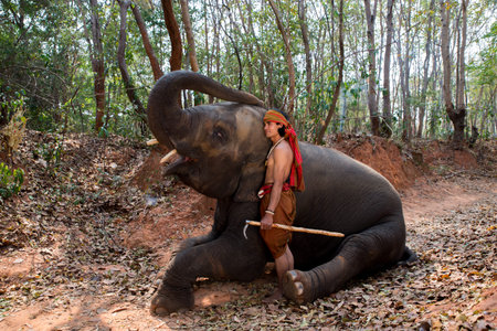 Mahout standing beside elephant  ,elephant sit on dry leaf under big tree,in the elephant village,Surin province, north east of Thailandの写真素材