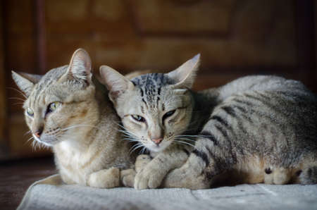 Thai cats is lying on the bed with blur backgroundの写真素材