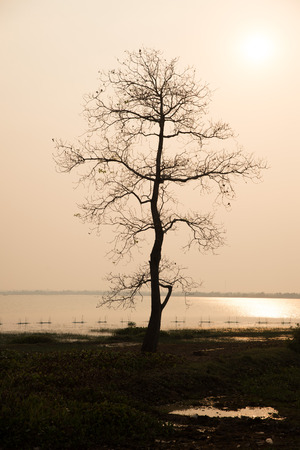 silhouette dead tree with sunset.の写真素材