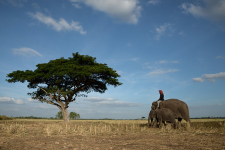 Elephants and mahout with lonely tree and blue skyの写真素材