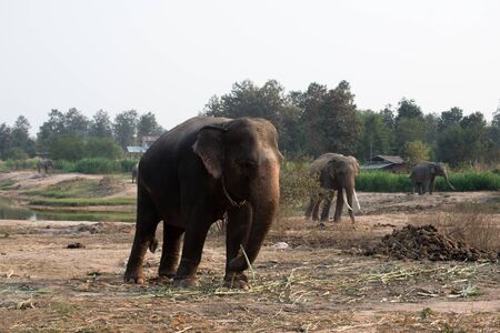 Thai elephants playing and eating sugar caneの写真素材