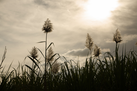 Sugar Cane Flowers at Sunset,Thailandの写真素材
