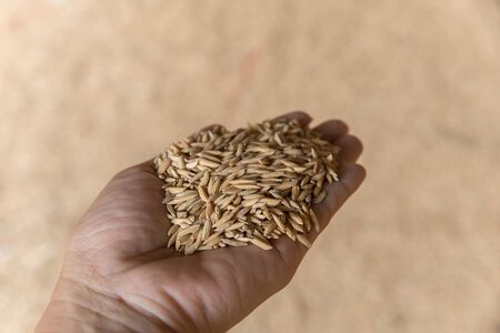 closed up of paddy on handの写真素材