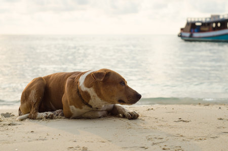 brown dog on beachの写真素材
