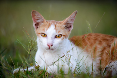 Close up of Thai cat lying on the grass,look at camera,selective focus of eye catの写真素材