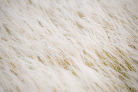 Blurred background of feather grassの写真素材