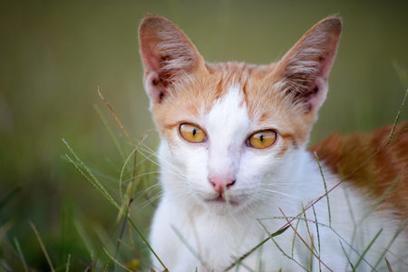 Close up of Thai cat lying on the grass,look at camera,selective focus of eye catの写真素材