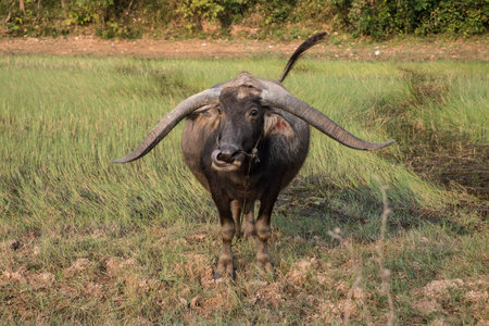 Buffalo on green grass,Thailand