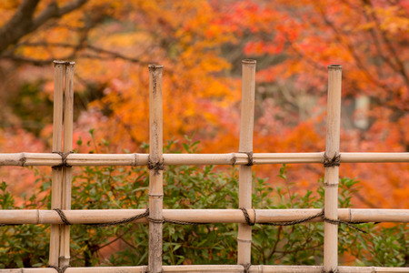 bamboo fence with maple leaf background,Tofukuji temple,Kyoto,Japanの写真素材