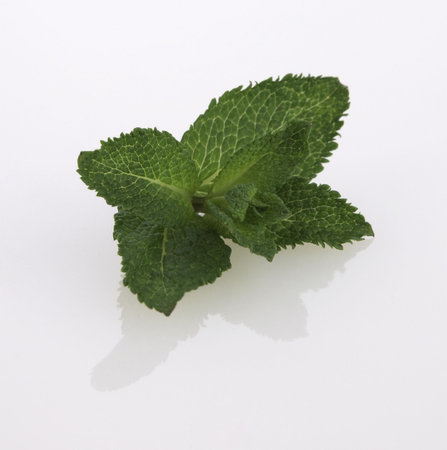 Fresh Mint with Path