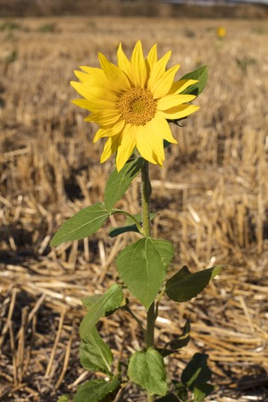 A photo of a vibrant sunflower with a long stem, in a sunny field, on a blurred backgroundの写真素材