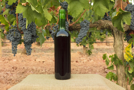 A photo of a bottle of red wine on a blurred background of a vineyard at harvest time, with hanging branches of grapesの写真素材