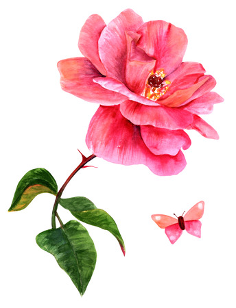 Watercolor drawing of vibrant pink rose flower with butterfly, isolated on white, hand painted in the style of vintage botanical art. Decorative element for greeting card or wedding invitationの写真素材