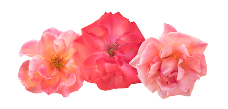 A photo vignette of beautiful pink and red roses, isolated on white backgroundの写真素材