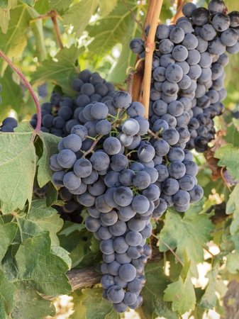 Wine grapes in a vineyard before autumn harvestの写真素材