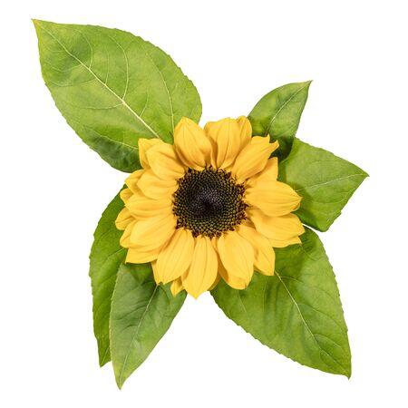 Shiny yellow sunflower with green leaves on white backgroundの写真素材