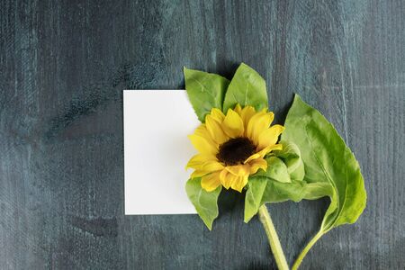 Yellow sunflower with blank white card for copyspaceの写真素材