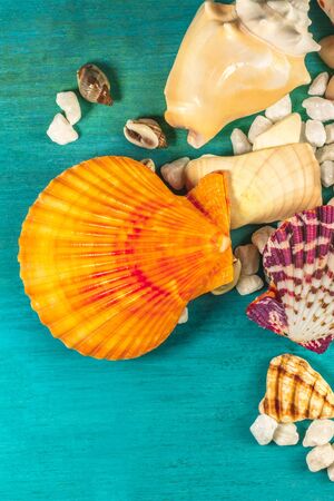 Shells and pebbles on vibrant turquoise with copyspaceの写真素材