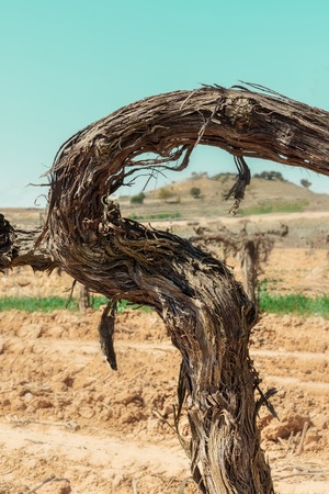 Vine in spring, selective focus, place for textの写真素材