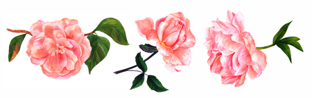 Set of vintage style pink watercolor flowers on whiteの写真素材