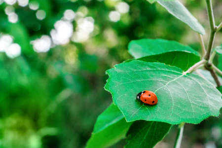 Vibrant ladybug on green leaf against blurred backgroundの写真素材